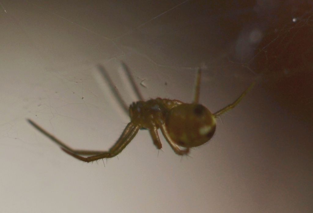 Giovane Linyphiidae - Grosseto